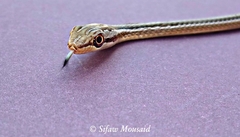 Psammophis schokari