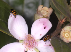 Cryptocephalus trifasciatus