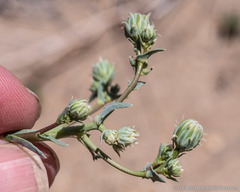 Malacothrix sonchoides