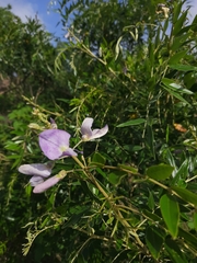 Mundulea sericea