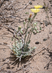 Malacothrix sonchoides