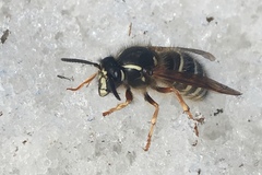 Dolichovespula albida