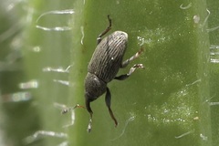 Tychius