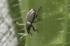 Tychius