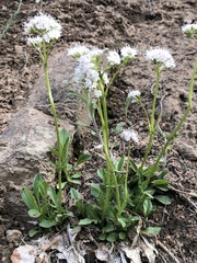 Valeriana acutiloba