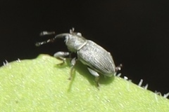 Tychius