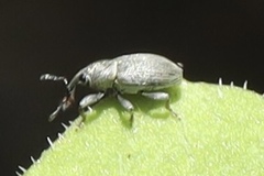 Tychius