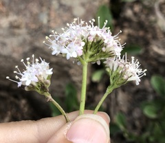 Valeriana acutiloba