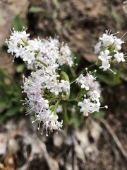 Valeriana acutiloba