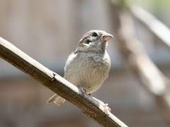 Passer domesticus