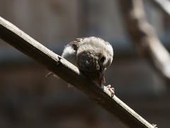 Passer domesticus