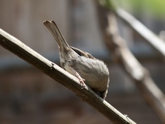 Passer domesticus