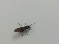 Formicidae