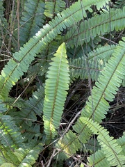 Nephrolepis flexuosa