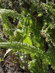 Nephrolepis flexuosa
