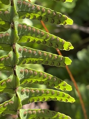 Nephrolepis flexuosa