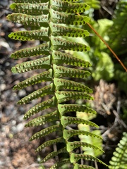 Nephrolepis flexuosa