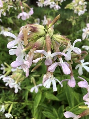 Saponaria officinalis