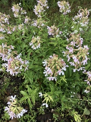 Saponaria officinalis