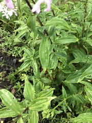 Saponaria officinalis