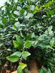 Atalantia monophylla