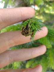 Zeiraphera canadensis