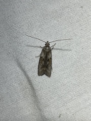 Thyrocopa brevipalpis