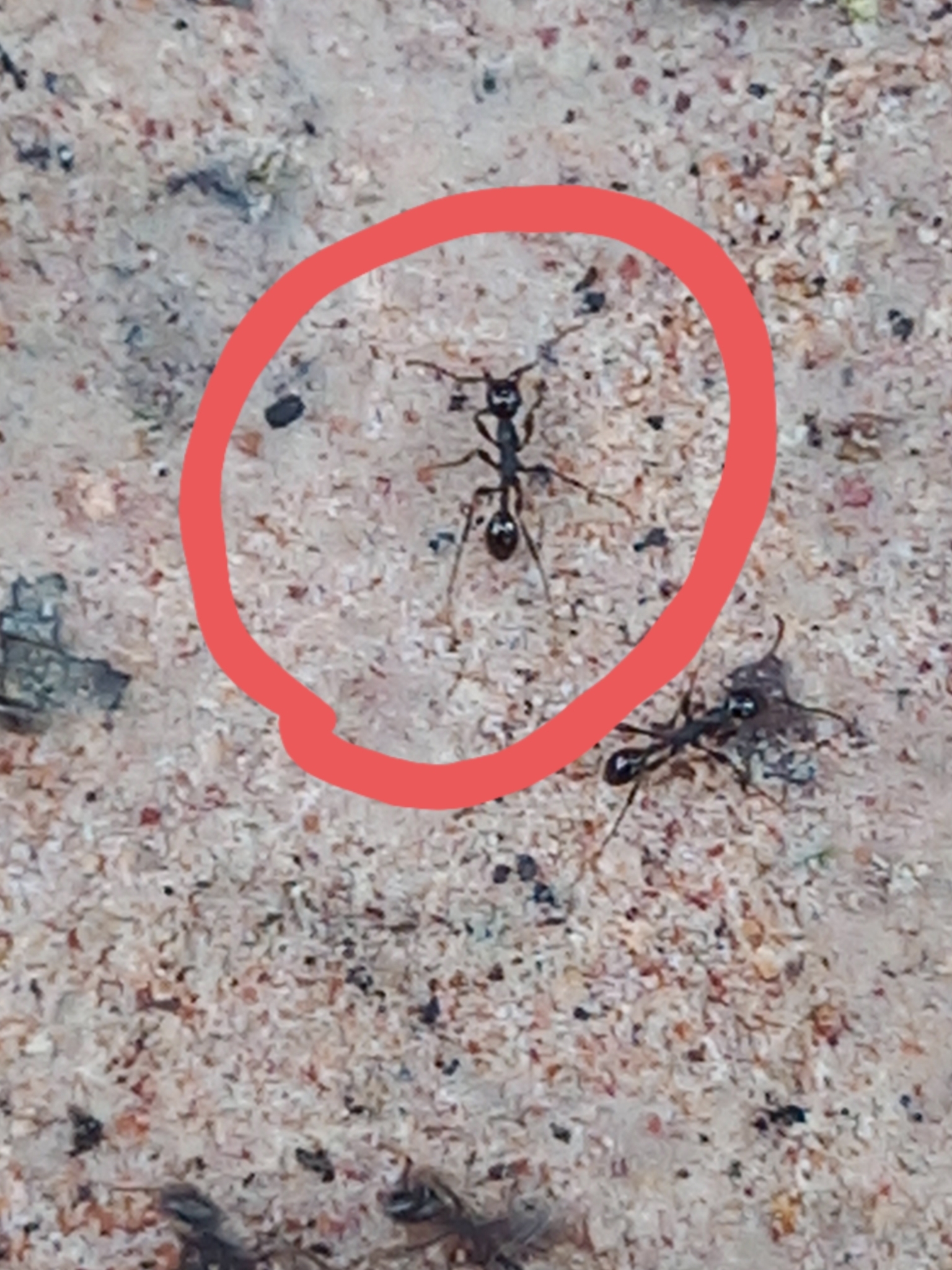 Aenictus binghamii