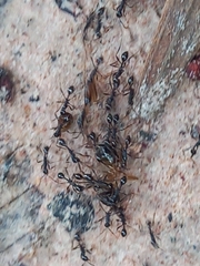 Formicidae