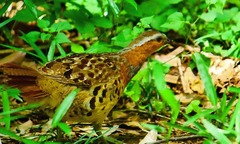 Bambusicola thoracicus