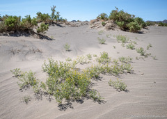 Carsonia sparsifolia