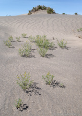 Carsonia sparsifolia