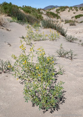 Carsonia sparsifolia