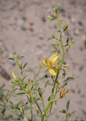 Carsonia sparsifolia