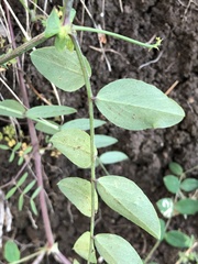 Lathyrus holochlorus