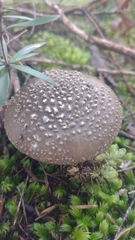 Amanita karea