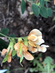 Lathyrus holochlorus