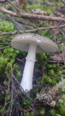 Amanita karea