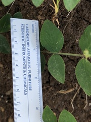 Lathyrus holochlorus