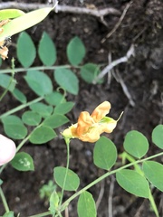 Lathyrus holochlorus
