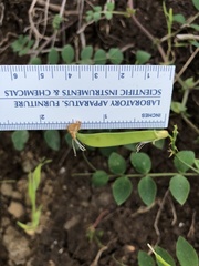 Lathyrus holochlorus