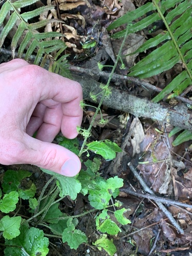 Mitellastra caulescens, photograph 5