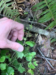 Tom Erler, CC0, iNaturalist via GBIF Mitellastra caulescens, photograph Tom Erler, CC0, iNaturalist via GBIF