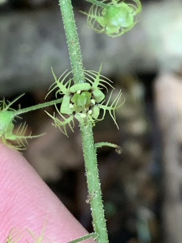 Mitellastra caulescens, photograph 6