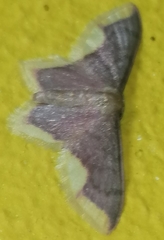 Lophosis labeculata
