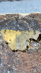 Erastria decrepitaria
