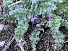 Pedicularis centranthera