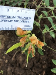 Lathyrus holochlorus