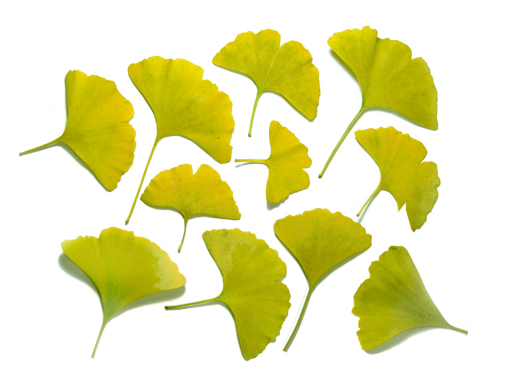 Ginkgoales