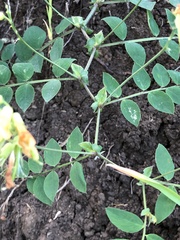 Lathyrus holochlorus